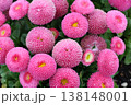 ピンク色のヒナギク 138148001