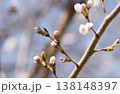 さくら開花 さくら開花 138148397