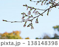 さくら開花 さくら開花 138148398