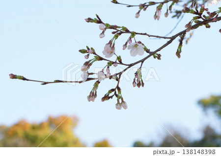 さくら開花 さくら開花 138148398