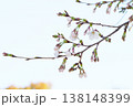 さくら開花 さくら開花 138148399