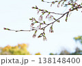 さくら開花 さくら開花 138148400