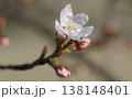 さくら開花 さくら開花 138148401