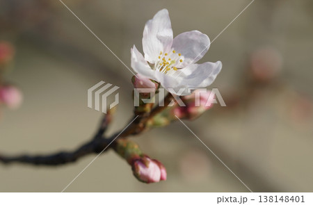 さくら開花 さくら開花 138148401
