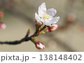 さくら開花 さくら開花 138148402