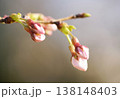 さくら開花 さくら開花 138148403