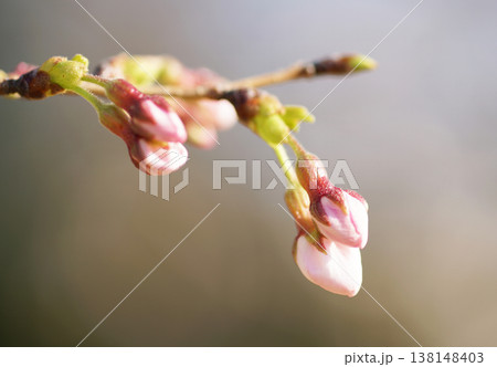 さくら開花 138148403