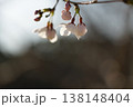 さくら開花 さくら開花 138148404