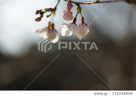 さくら開花 さくら開花 138148404