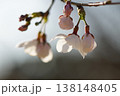 さくら開花 さくら開花 138148405