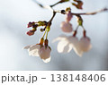 さくら開花 さくら開花 138148406