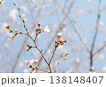 さくら開花 さくら開花 138148407