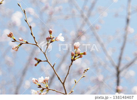 さくら開花 138148407