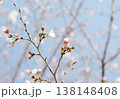 さくら開花 さくら開花 138148408