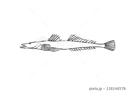 マゴチのイラスト 海の魚 筆ペン線画 横向き マゴチのイラスト 海の魚 筆ペン線画 横向き 138148576