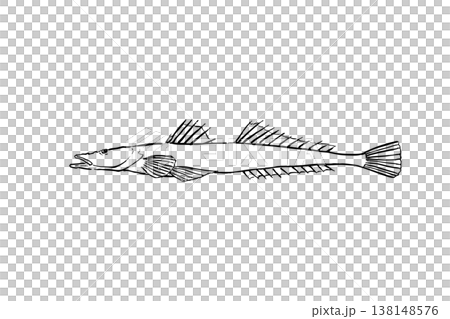マゴチのイラスト 海の魚 筆ペン線画 横向き マゴチのイラスト 海の魚 筆ペン線画 横向き 138148576