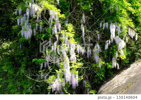 {神奈川県}崖に咲く野フジの花 {神奈川県}崖に咲く野フジの花 138148604