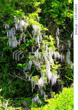 {神奈川県}野フジの花と新緑 {神奈川県}野フジの花と新緑 138148605