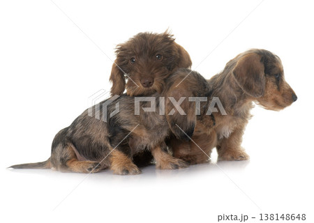 puppies Wire haired dachshund puppies Wire haired dachshund 138148648