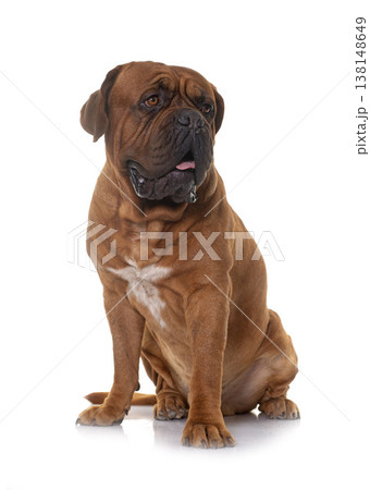 Dogue de Bordeaux Dogue de Bordeaux 138148649
