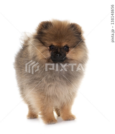 puppy pomeranian spitz 138148656