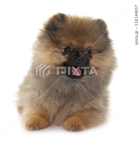 puppy pomeranian spitz 138148657