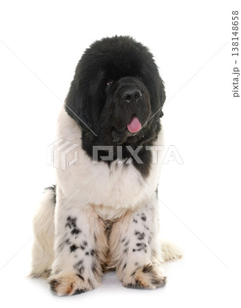 black and white newfoundland dog 138148658