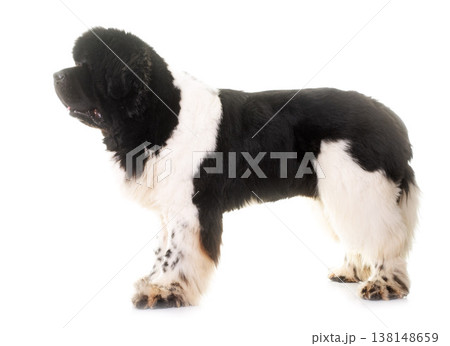 black and white newfoundland dog black and white newfoundland dog 138148659