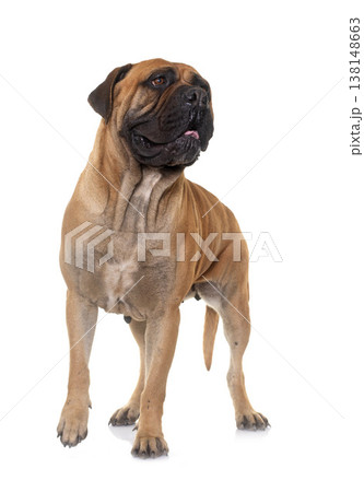 bull mastiff in studio 138148663