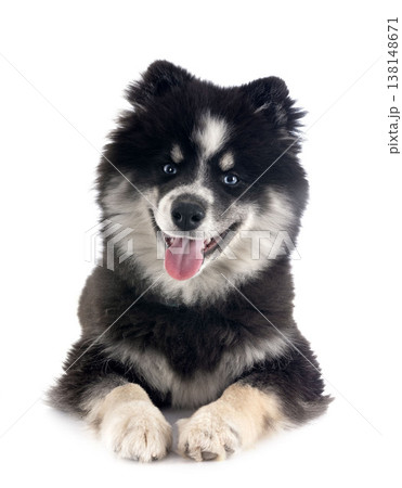 Pomsky in studio 138148671