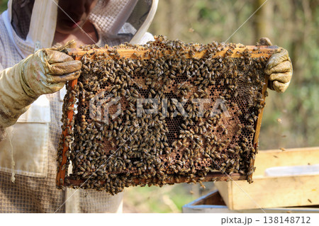 beekeeper working on an apiary. Close-up of bees - A beekeeper is removing the honeycomb frame from the hive to inspect the situation. A beekeeper at work in his apiary. beekeeper working on an apiary. Close-up of bees - A beekeeper is removing the honeycomb frame from the hive to inspect the situation. A beekeeper at work in his apiary. 138148712