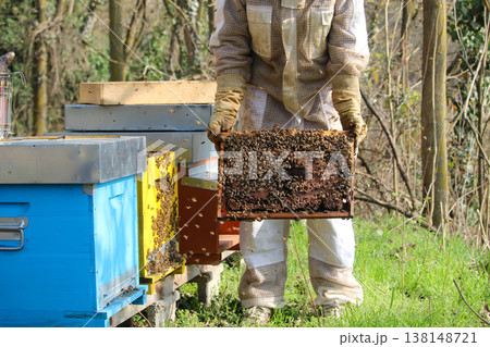 beekeeper working on an apiary. Close-up of bees - A beekeeper is removing the honeycomb frame from the hive to inspect the situation. A beekeeper at work in his apiary. beekeeper working on an apiary. Close-up of bees - A beekeeper is removing the honeycomb frame from the hive to inspect the situation. A beekeeper at work in his apiary. 138148721
