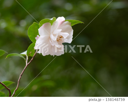 優美なツバキの花 138148739