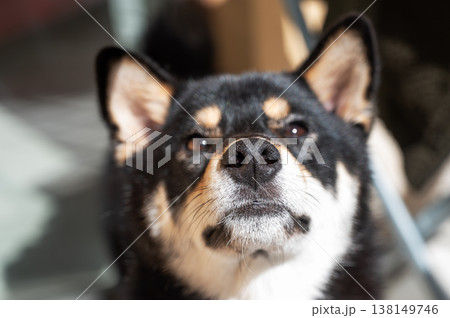 Close-up of a black and tan Shiba Inu dog looking up in soft natural light. 138149746