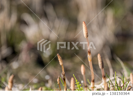 春の野原に生える草 ツクシ 春の野原に生える草 ツクシ 138150364