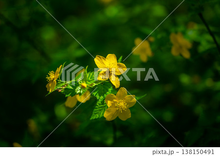 美しい黄色の花を咲かせるヤマブキ 138150491