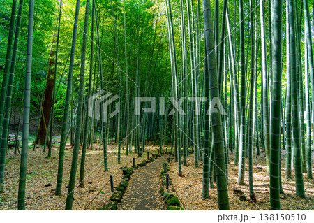 【神奈川県】鎌倉にある英勝寺の美しい竹林 138150510