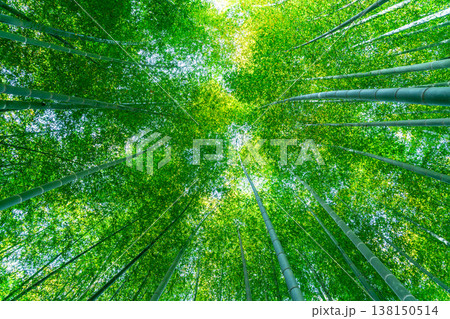 【神奈川県】鎌倉にある英勝寺の爽やかな竹林 138150514