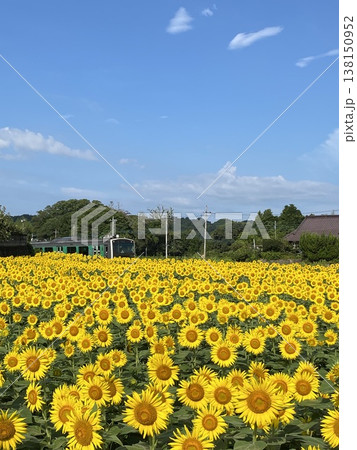 栃木県那須烏山市 真夏の小塙ひまわり畑を走る烏山線アキュム 栃木県那須烏山市 真夏の小塙ひまわり畑を走る烏山線アキュム 138150952