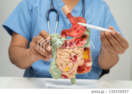 Digestive system with stomach and intestine, Asian doctor holding human anatomy model. Digestive system with stomach and intestine, Asian doctor holding human anatomy model. 138150957
