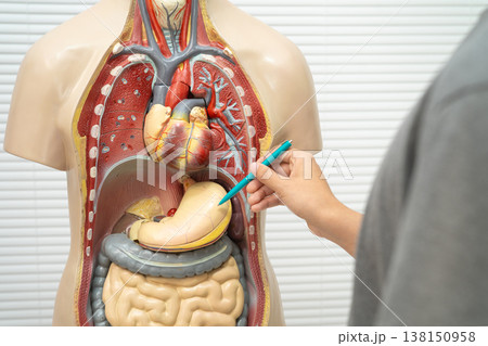 Student teenage learning anatomy biology with human body model in classroom at high school. Student teenage learning anatomy biology with human body model in classroom at high school. 138150958