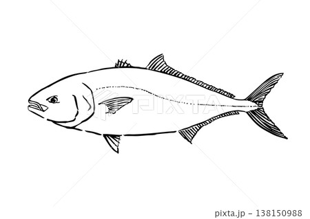 ブリのイラスト 出世魚 海水魚 ベクター 筆ペン線画 138150988