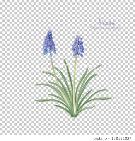 手繪水彩風信子花插圖 手繪水彩風信子花插圖 138151024