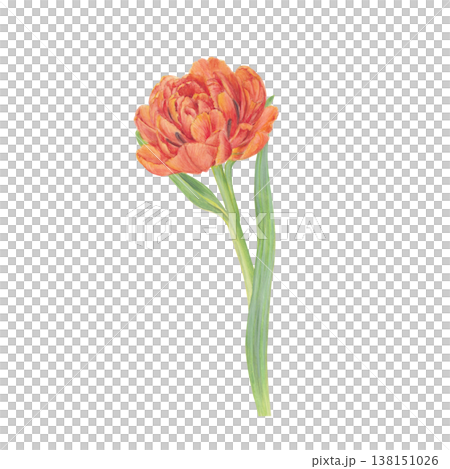 水彩手書きの赤い八重咲きのチューリップの花のイラスト 水彩手書きの赤い八重咲きのチューリップの花のイラスト 138151026