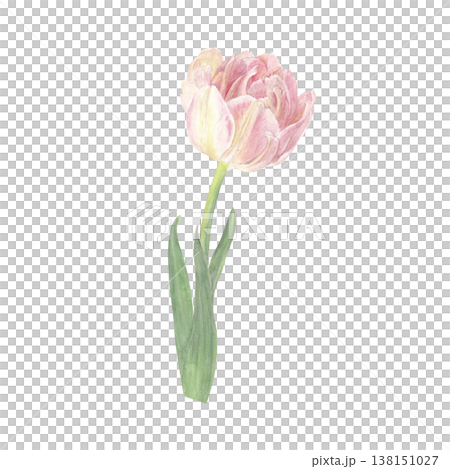 水彩手書きのピンクの八重咲きのチューリップの花のイラスト 138151027