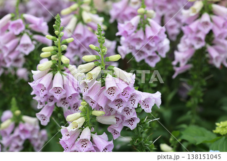 March 21 2026 Pink foxglove blossoms hang gracefully in dense floral cluster March 21 2026 Pink foxglove blossoms hang gracefully in dense floral cluster 138151045
