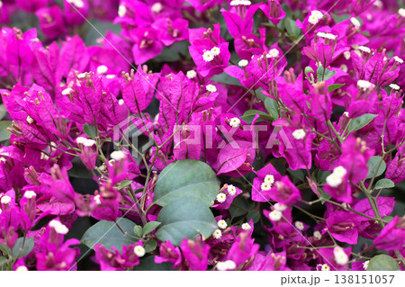 March 21 2026 Vibrant magenta bougainvillea blossoms cluster densely among green leaves March 21 2026 Vibrant magenta bougainvillea blossoms cluster densely among green leaves 138151057