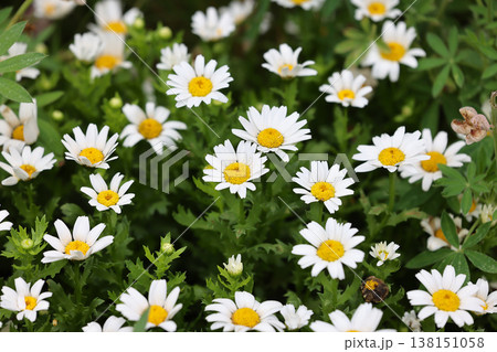 March 21 2026 White daisies bloom brightly across lush green garden foliage 138151058