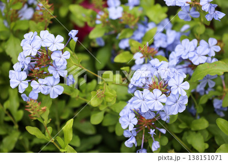 March 21 2026 Soft blue plumbago blossoms cluster gently among green leaves March 21 2026 Soft blue plumbago blossoms cluster gently among green leaves 138151071
