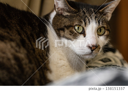 見つめる猫 キジトラ猫 見つめる猫 キジトラ猫 138151337